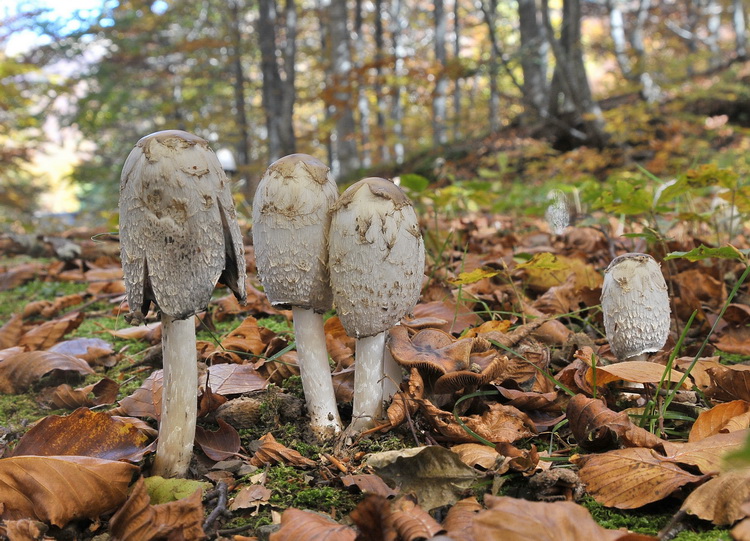 Coprinus comatus
